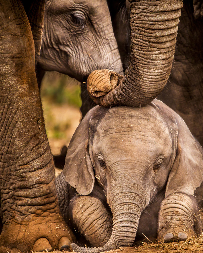 snuggling elephants