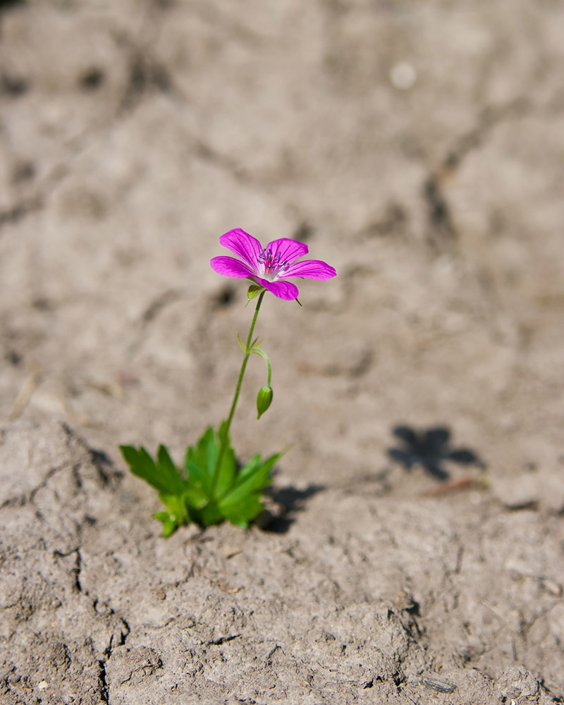 flower growing from dry earth